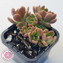 Load image into Gallery viewer, Graptosedum &#39;Nova&#39;
