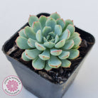 Graptoveria Accolade