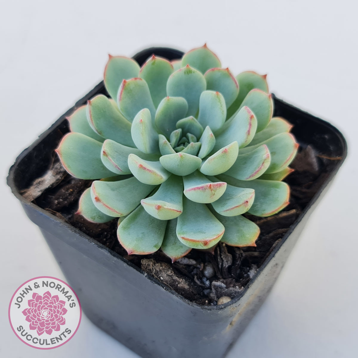 Graptoveria Accolade