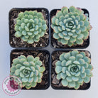 Graptoveria Accolade