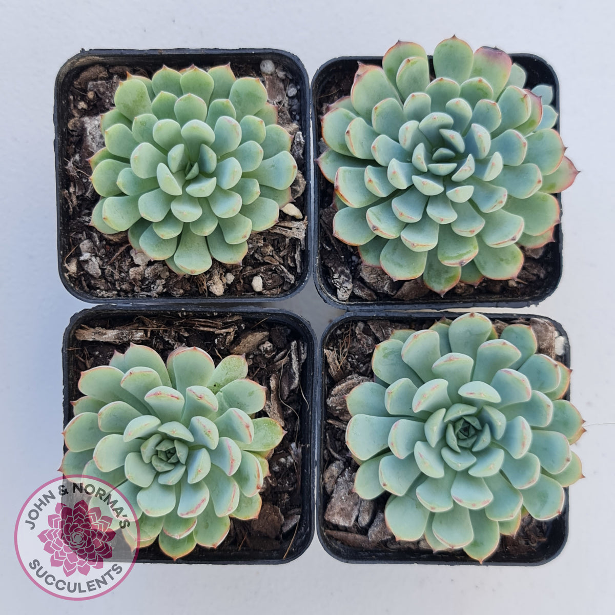 Graptoveria Accolade