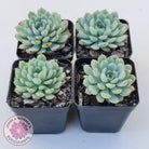 Graptoveria Accolade