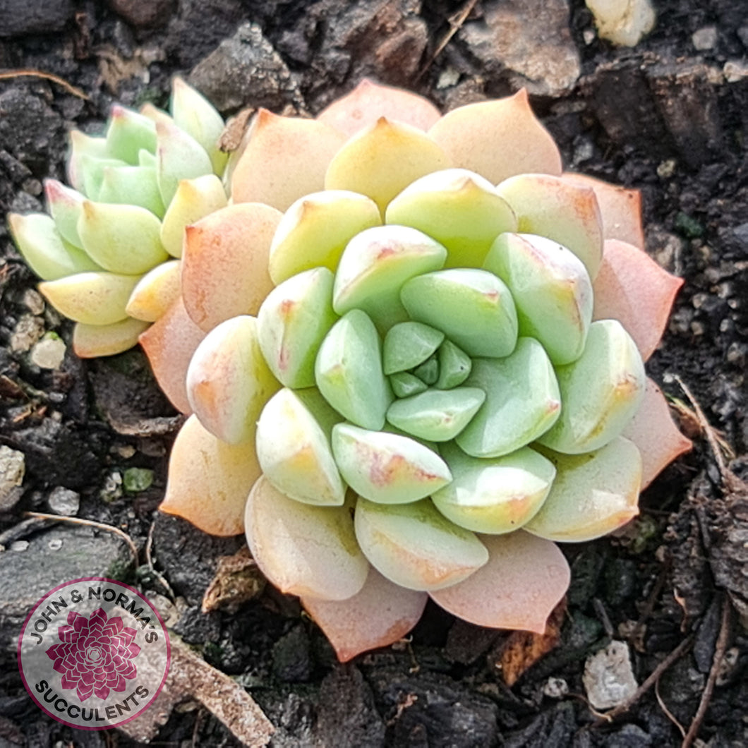 Graptoveria Accolade