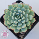 Graptoveria Accolade