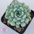 Graptoveria Accolade