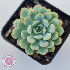 Graptoveria Accolade