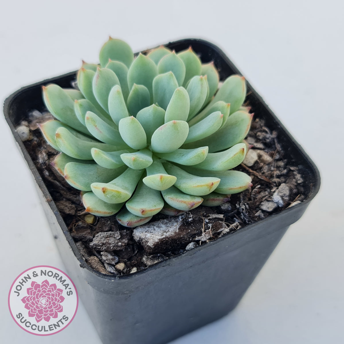 Graptoveria Accolade