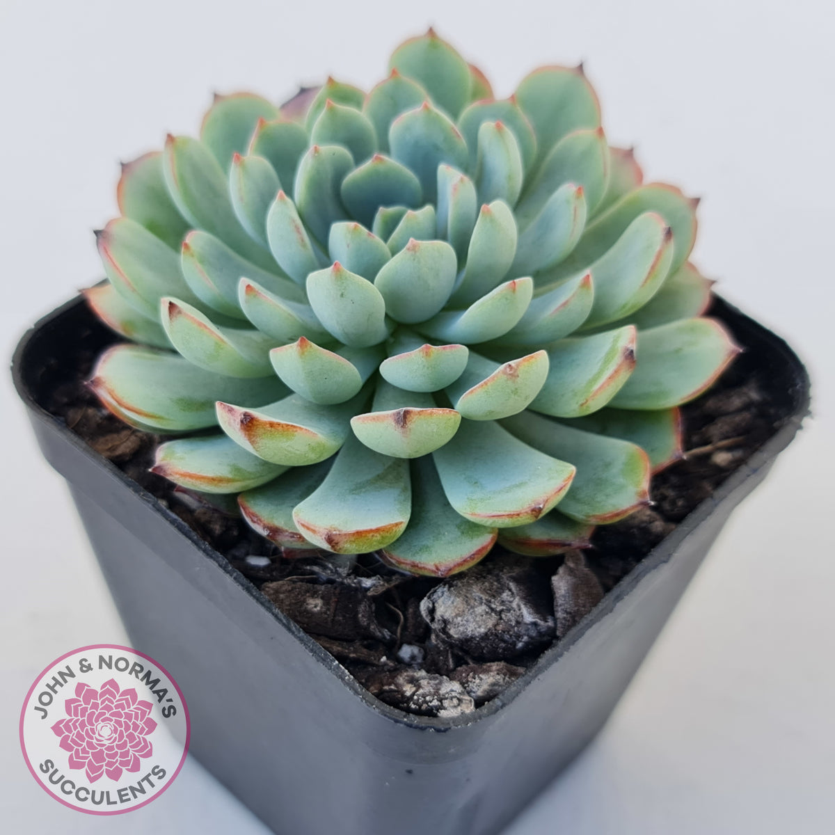 Graptoveria Accolade
