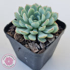 Graptoveria Accolade