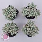 Graptoveria 'Bridgette' (multi)