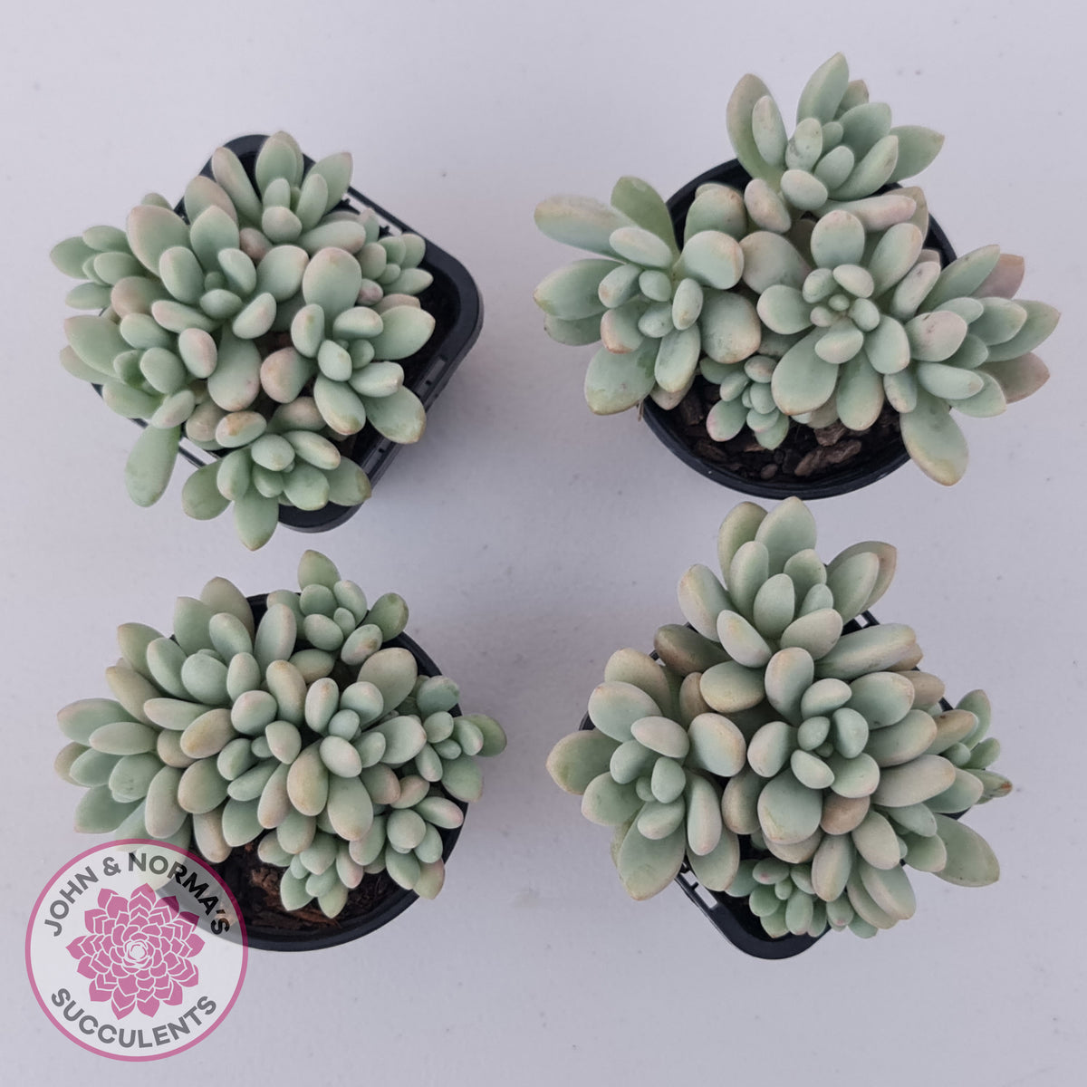 Graptoveria 'Bridgette' (multi)