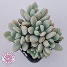 Graptoveria 'Bridgette' (multi)