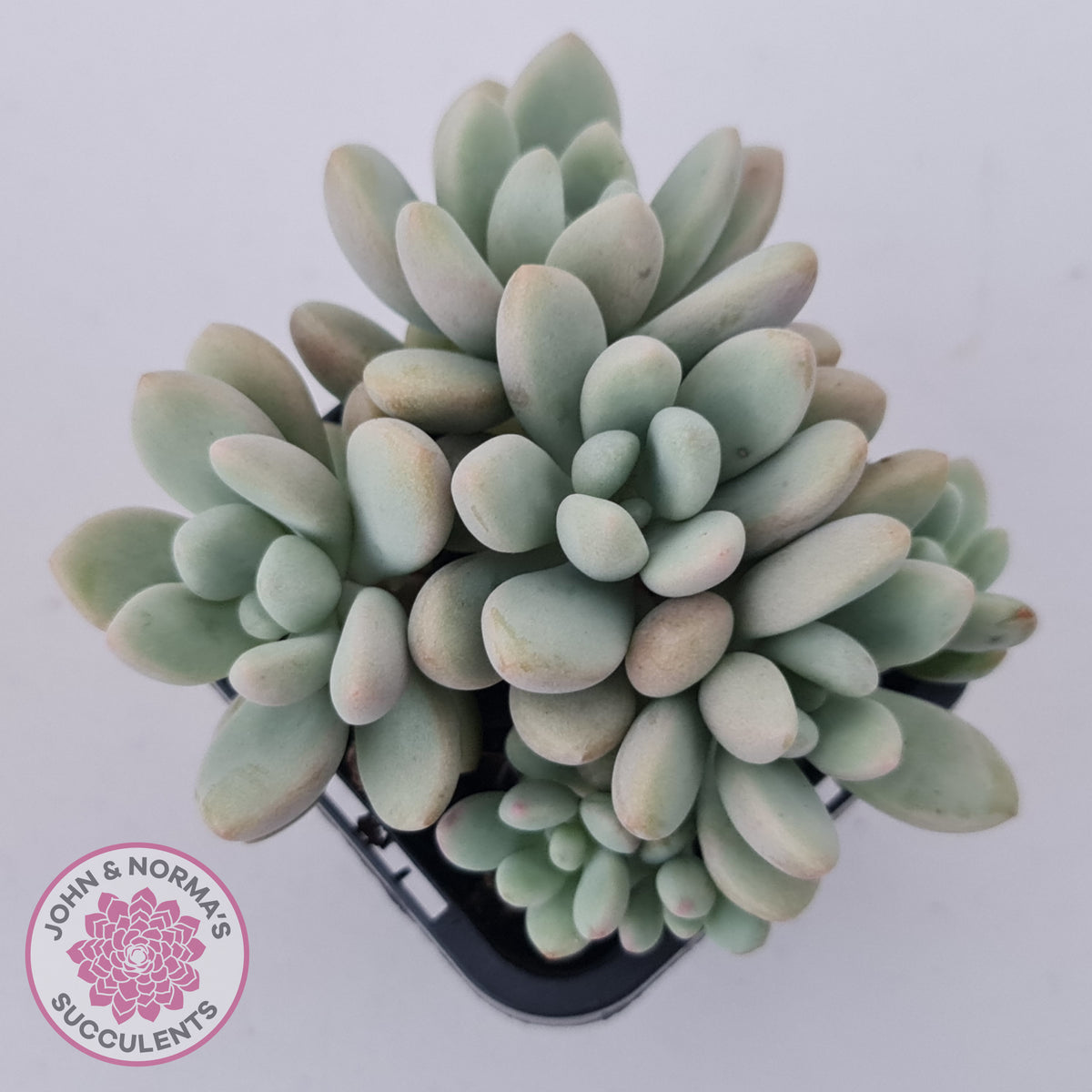 Graptoveria 'Bridgette' (multi)