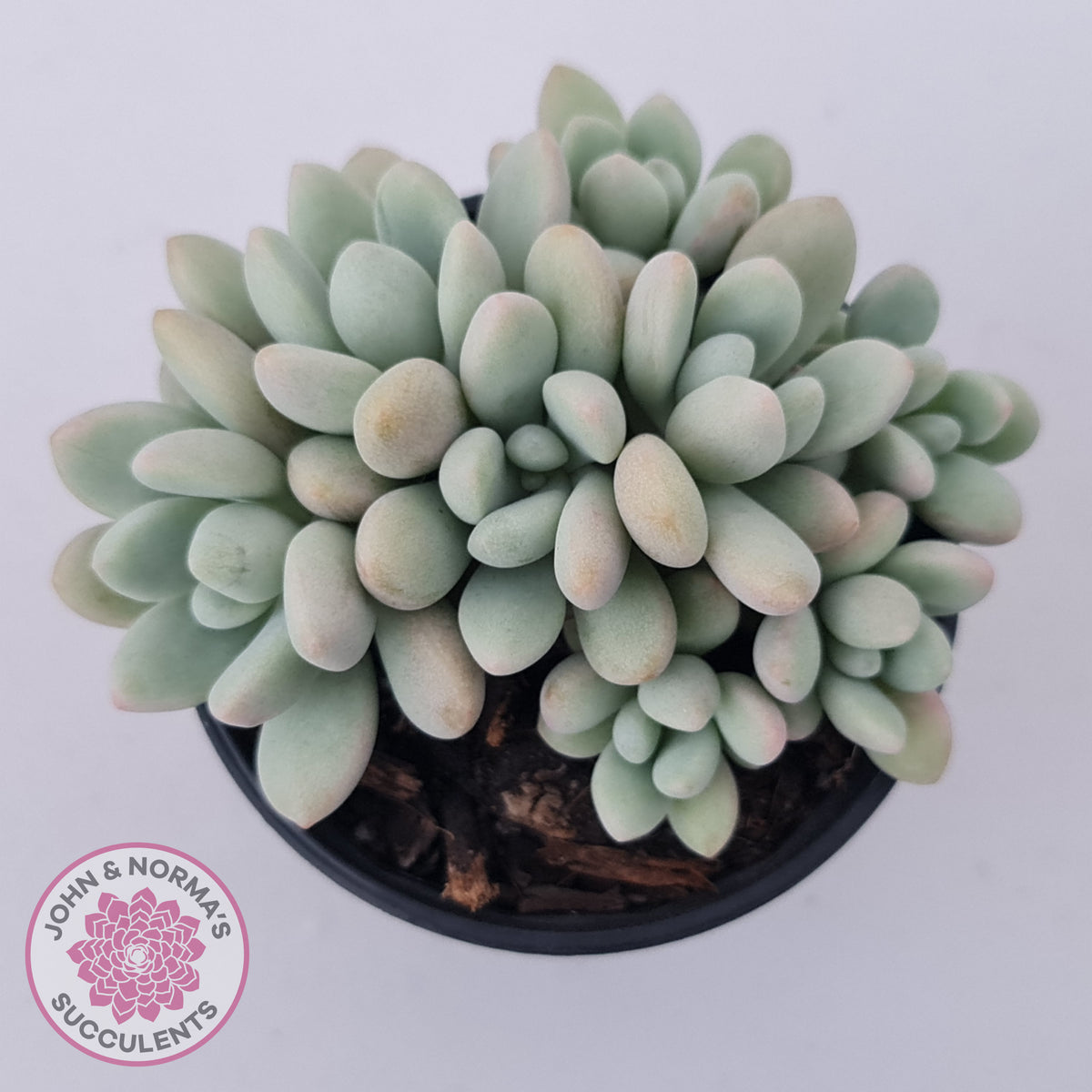 Graptoveria 'Bridgette' (multi)