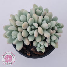 Load image into Gallery viewer, Graptoveria &#39;Bridgette&#39; (multi)
