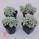 Graptoveria 'Bridgette' (multi)