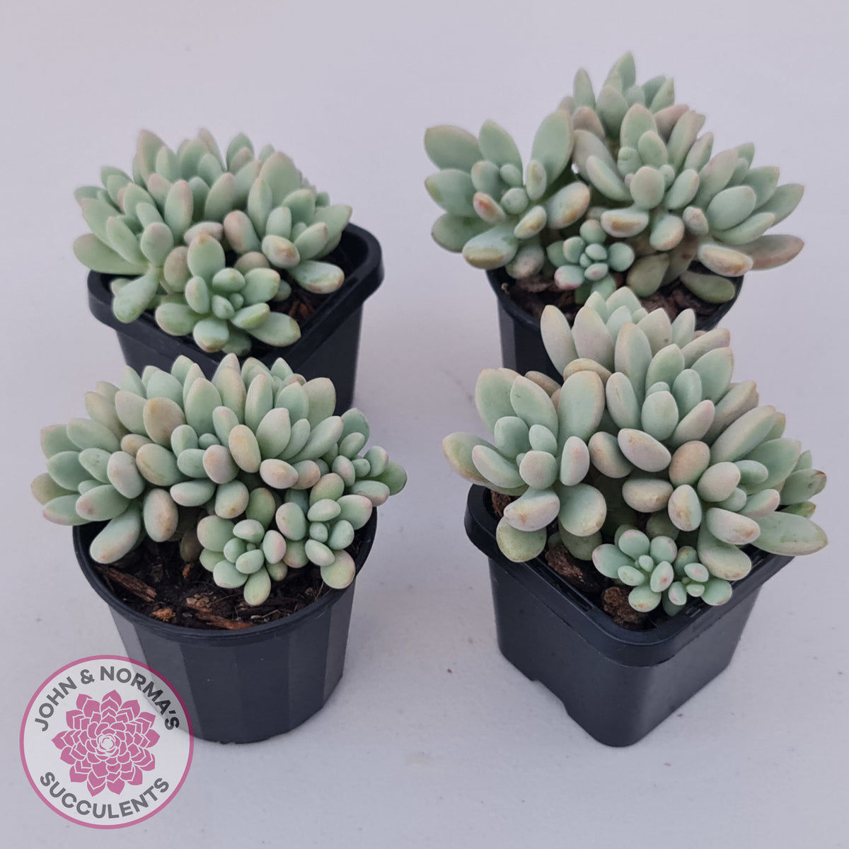 Graptoveria 'Bridgette' (multi)