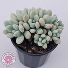 Graptoveria 'Bridgette' (multi)