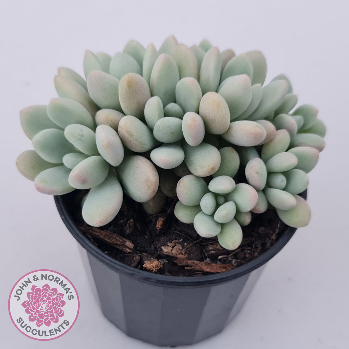 Graptoveria 'Bridgette' (multi)
