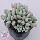 Graptoveria 'Bridgette' (multi)