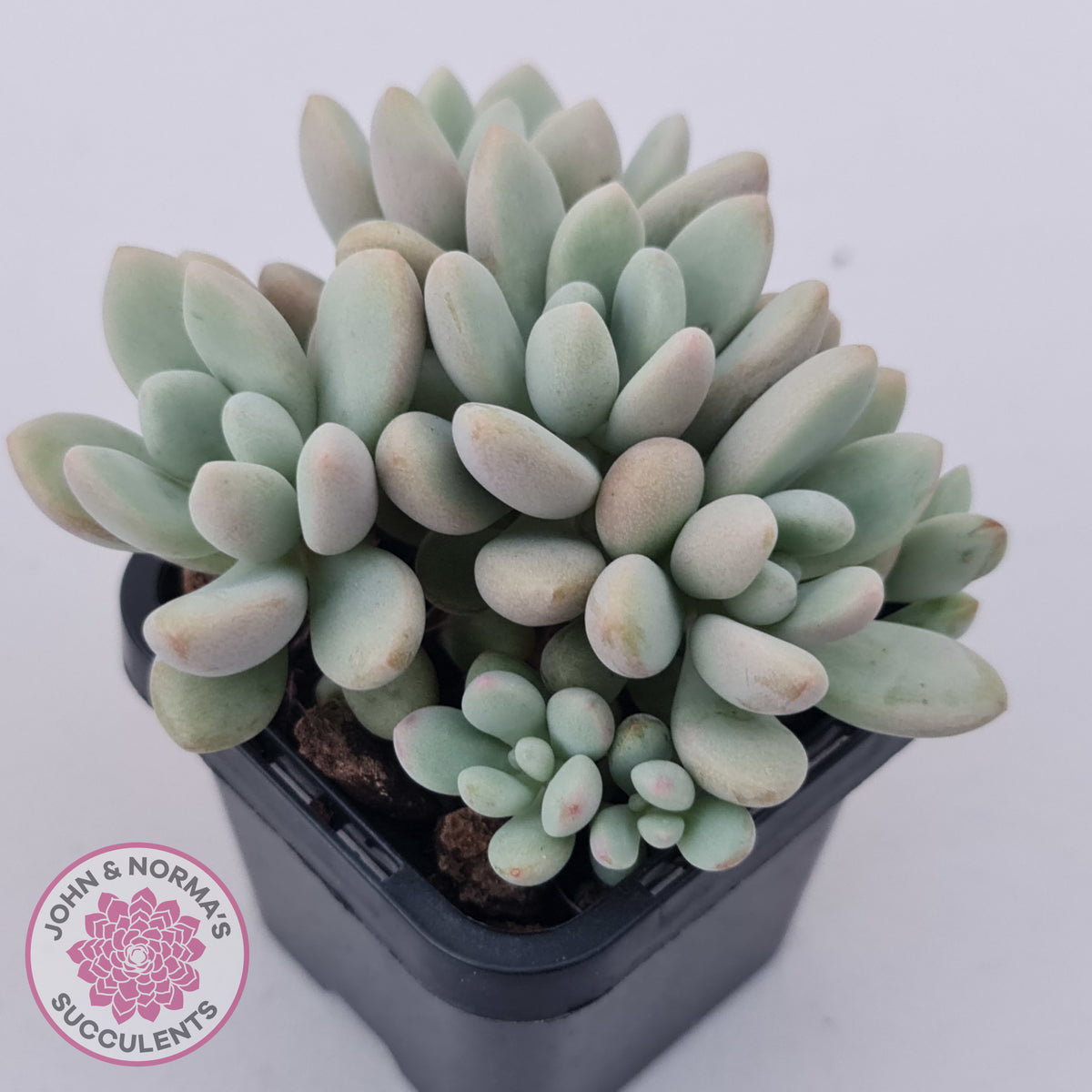 Graptoveria 'Bridgette' (multi)