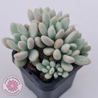 Graptoveria 'Bridgette' (multi)