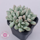 Graptoveria 'Bridgette' (multi)