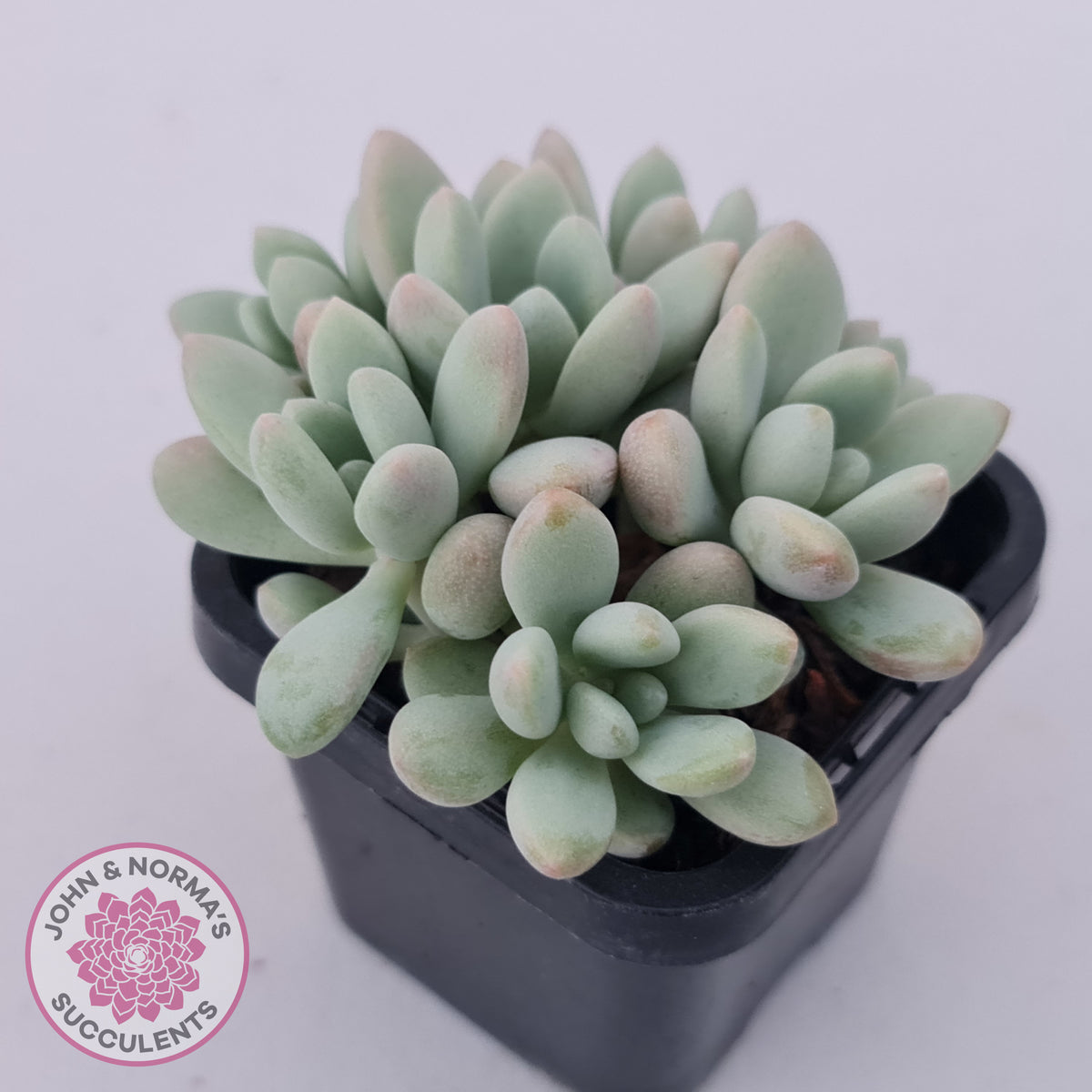 Graptoveria 'Bridgette' (multi)