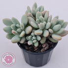 Graptoveria 'Bridgette' (multi)