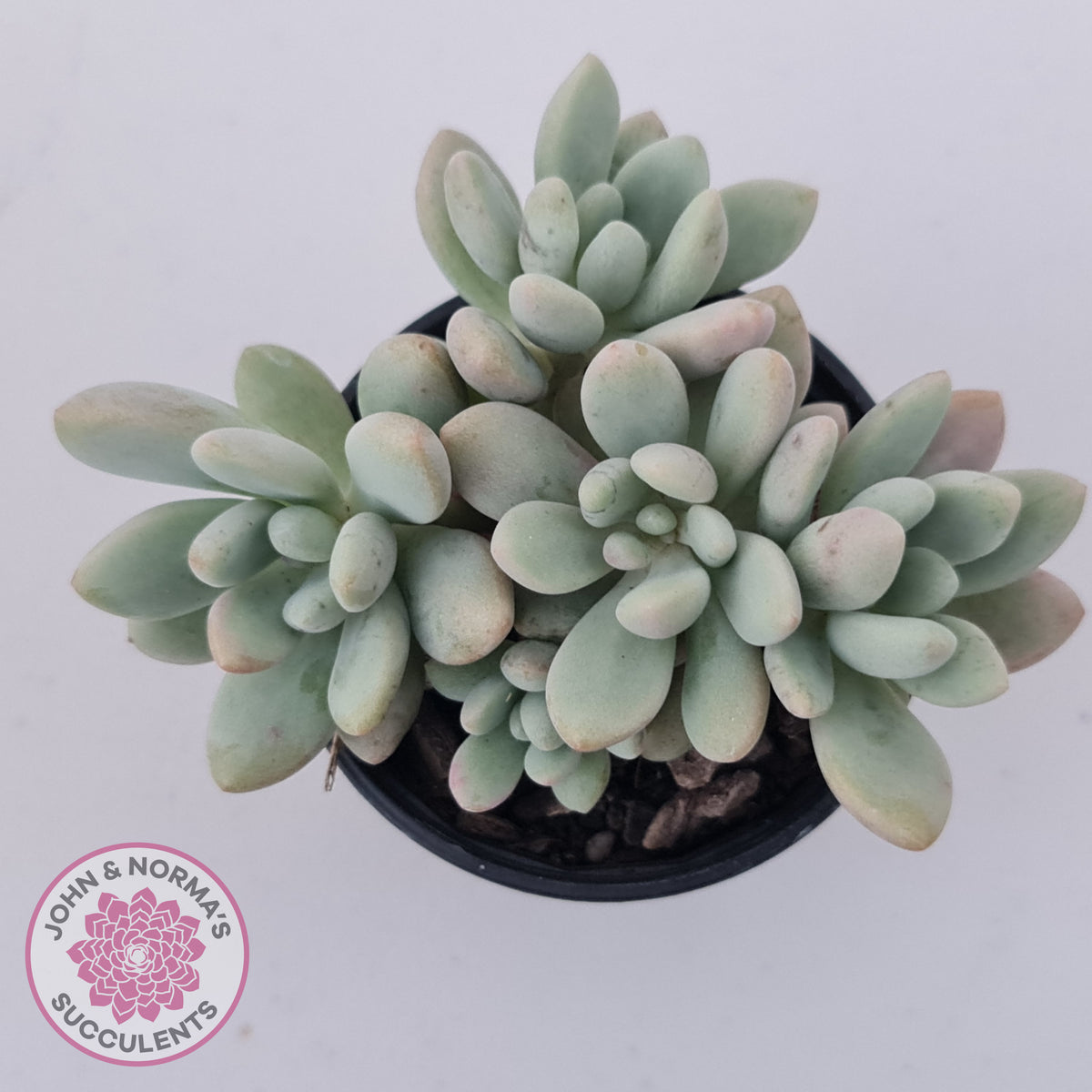Graptoveria 'Bridgette' (multi)