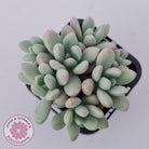Graptoveria 'Bridgette' (multi)