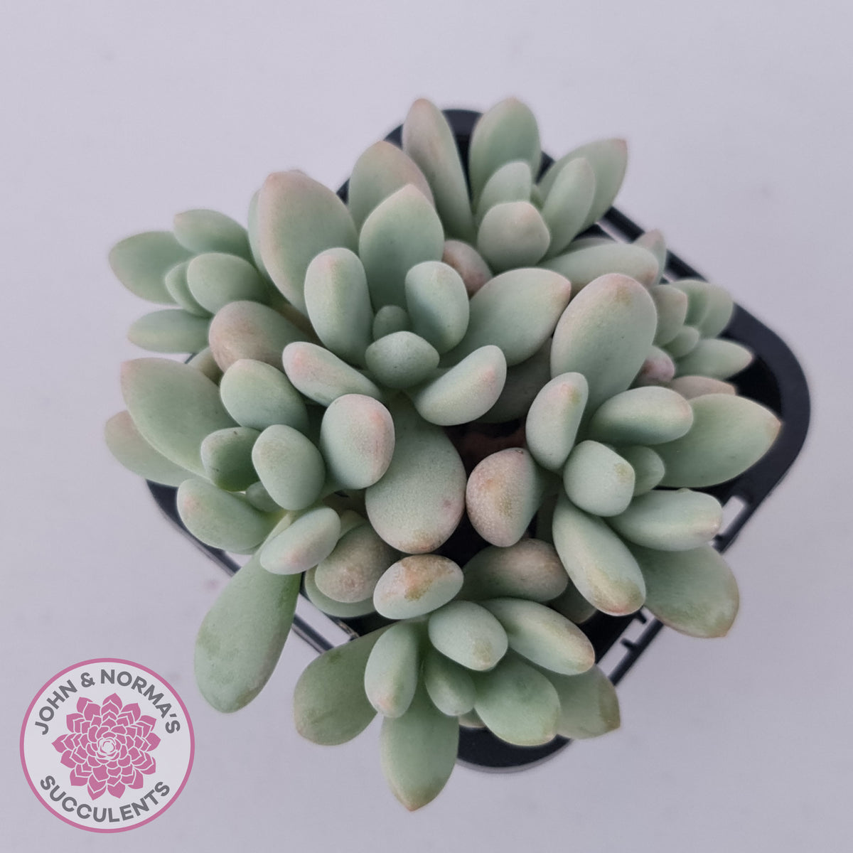 Graptoveria 'Bridgette' (multi)