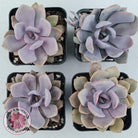 Graptoveria 'Debbie'