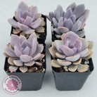 Graptoveria 'Debbie'