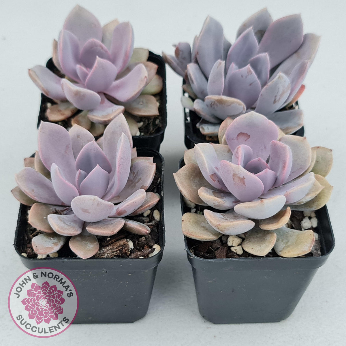 Graptoveria 'Debbie'