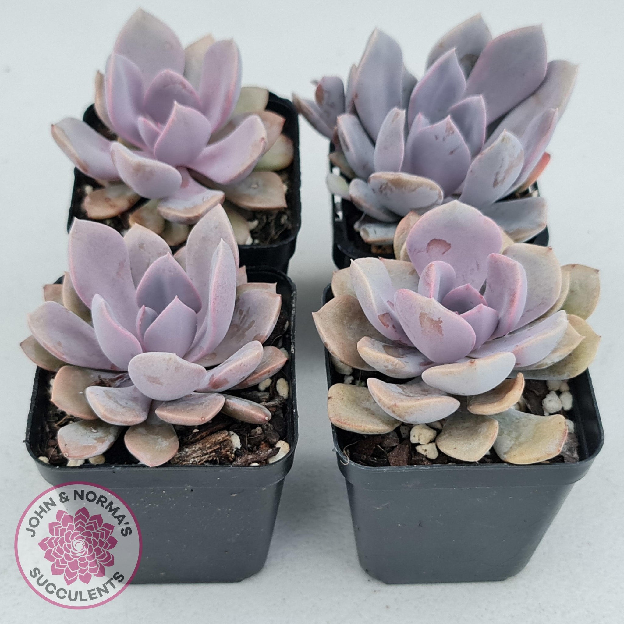 succulent debbie Buy Graptoveria 'Debbie' Australia