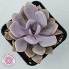 Graptoveria 'Debbie'
