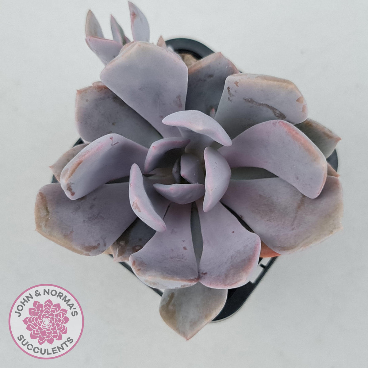 Graptoveria 'Debbie'