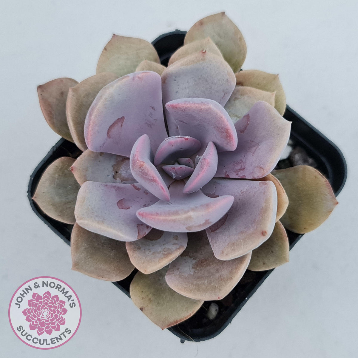 Graptoveria 'Debbie'