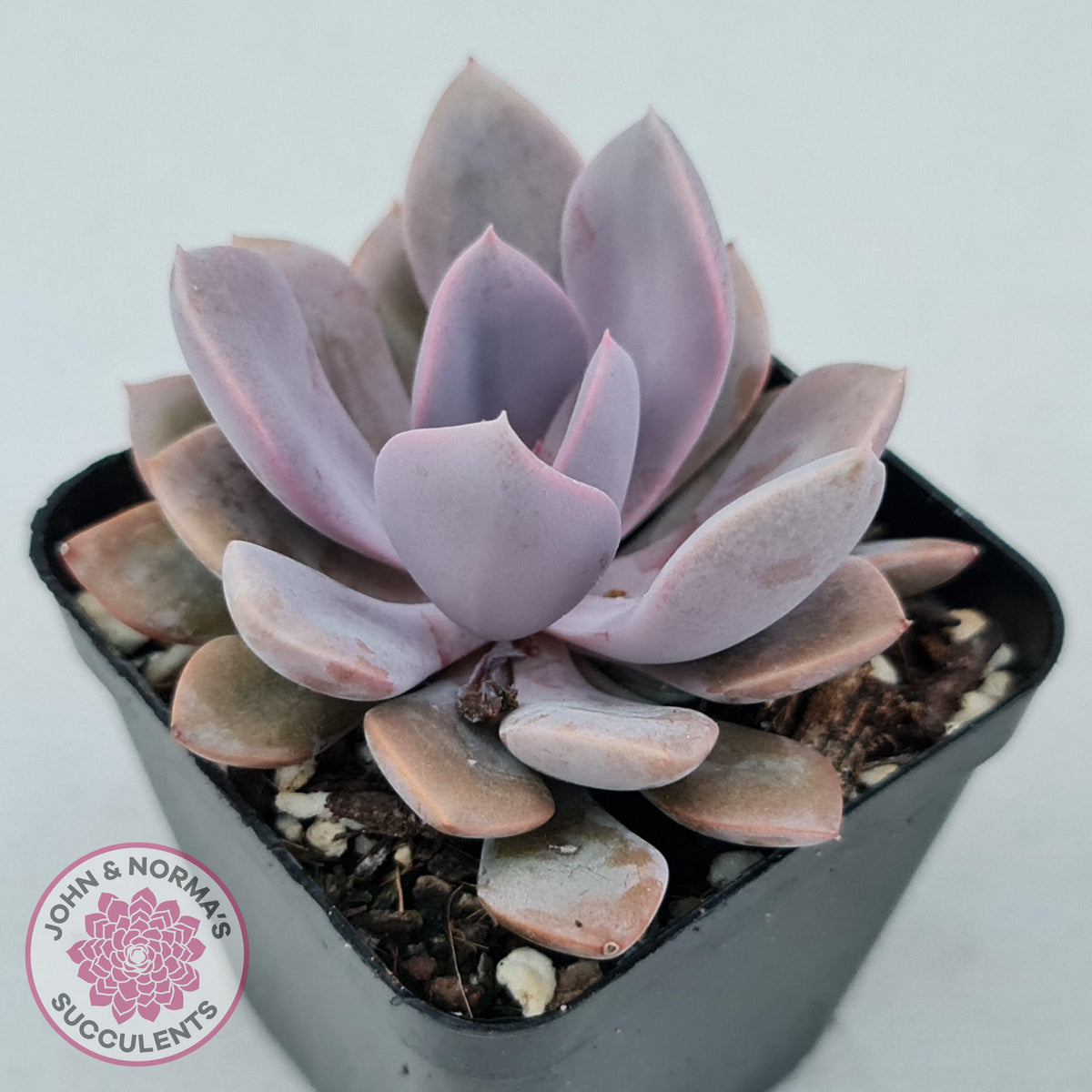 Graptoveria 'Debbie'