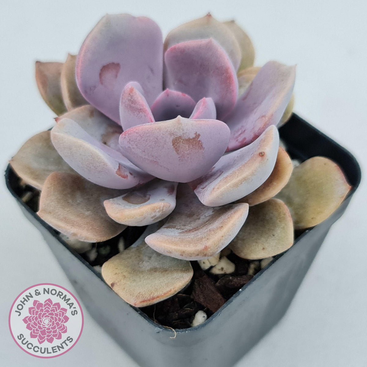 Graptoveria 'Debbie'