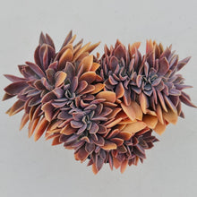 Load image into Gallery viewer, Graptoveria Fred Ives Crested - John &amp; Norma&#39;s Succulents
