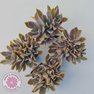 Graptoveria Fred Ives