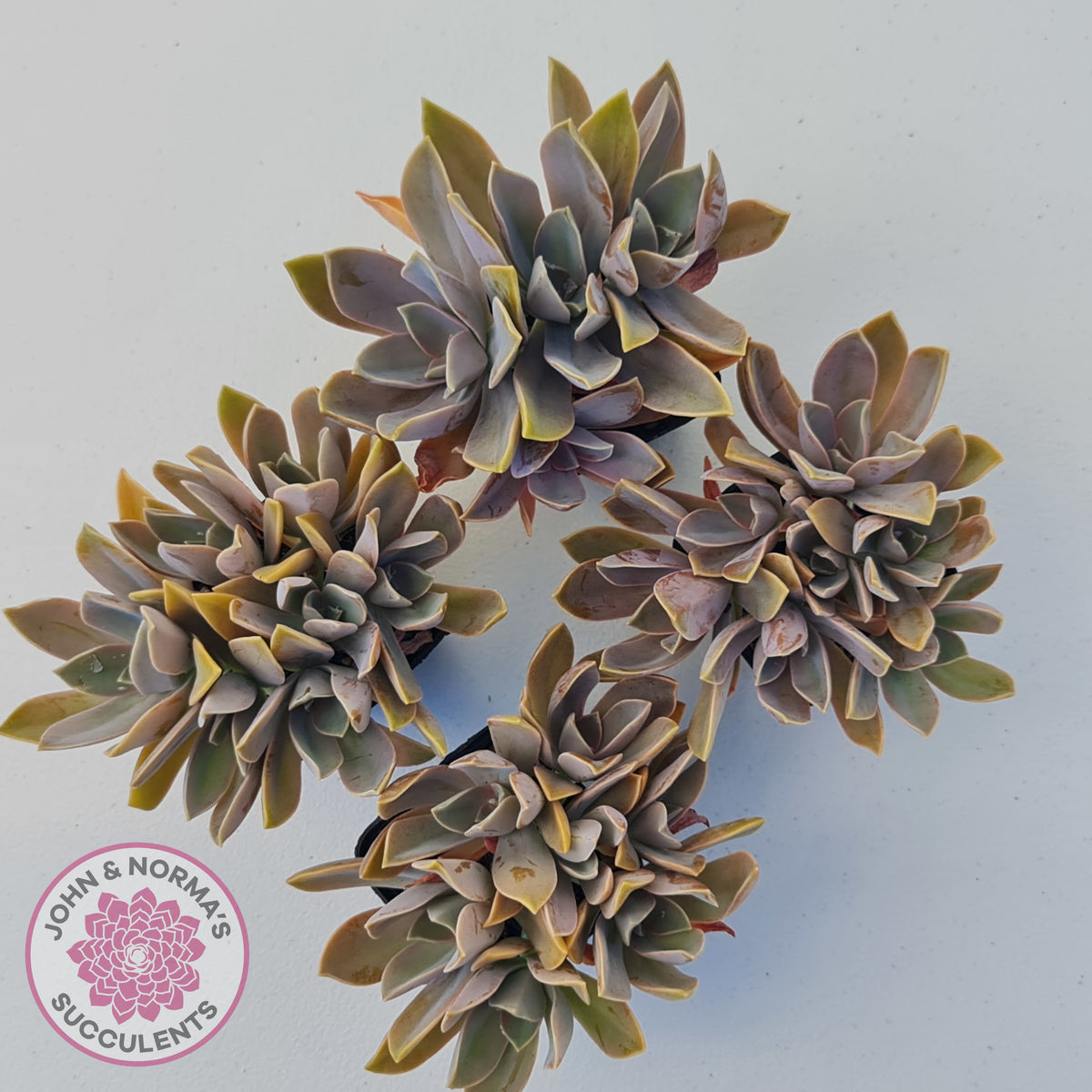 Graptoveria Fred Ives