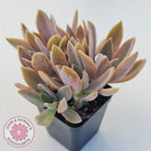 Graptoveria Fred Ives
