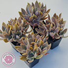 Graptoveria Fred Ives