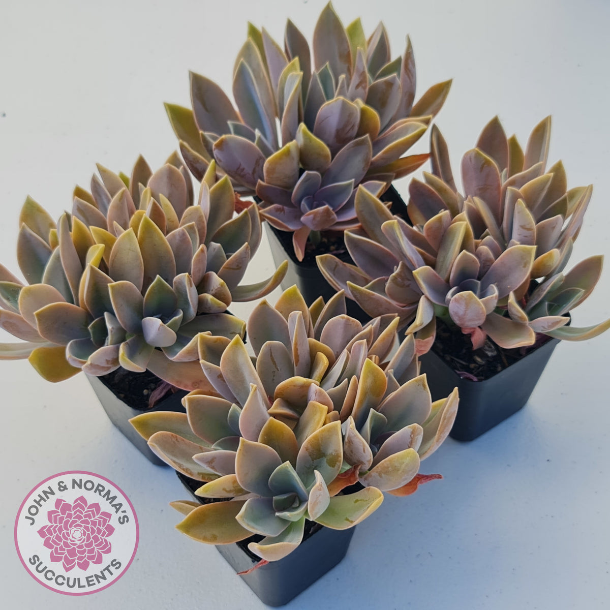 Graptoveria Fred Ives