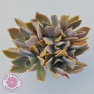 Graptoveria Fred Ives