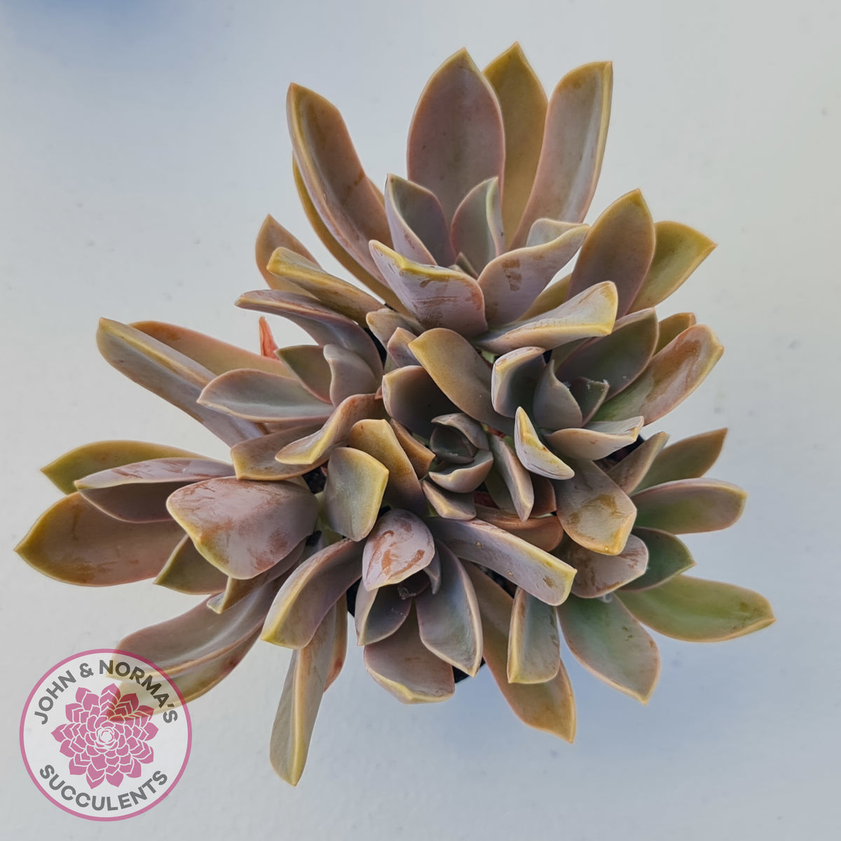 Graptoveria Fred Ives