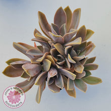Load image into Gallery viewer, Graptoveria Fred Ives
